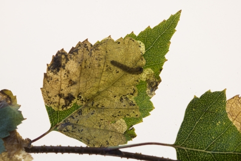 Birkiþéla (Fenusella nana) 