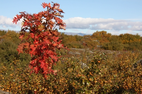 Ilmreynir (Sorbus acuparia)