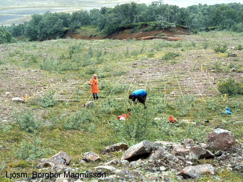 Gróður mældur í reit ofan við Bæjarstaðarskóg í júlí 1980