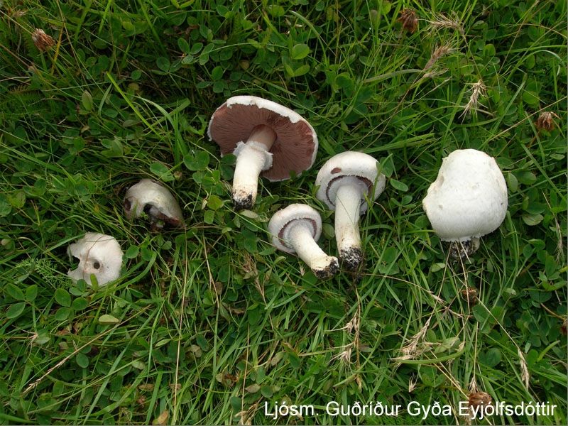 Túnkempa, Agaricus campestris, í Heimaey