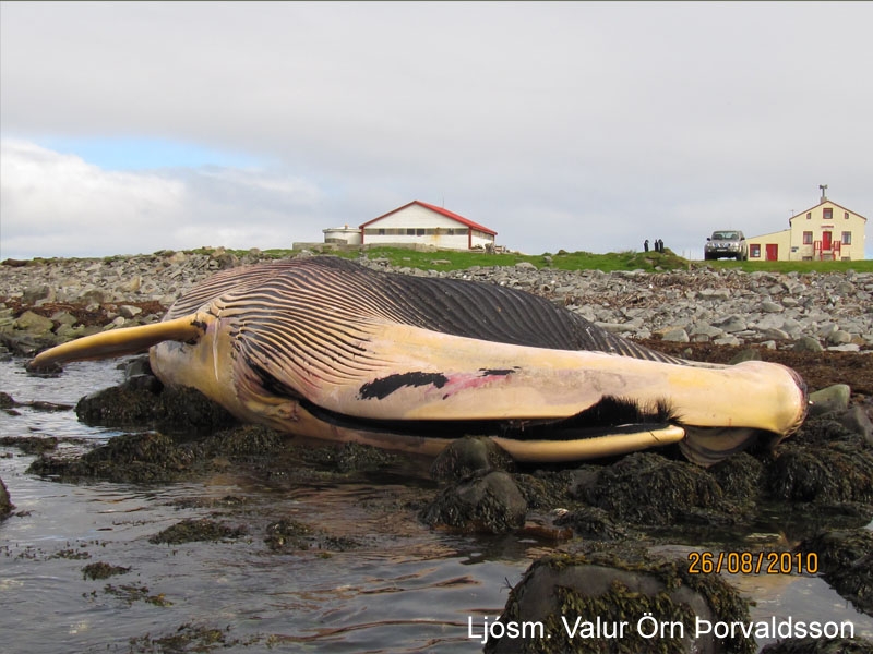 Steypireyður á Skaga árið 2010